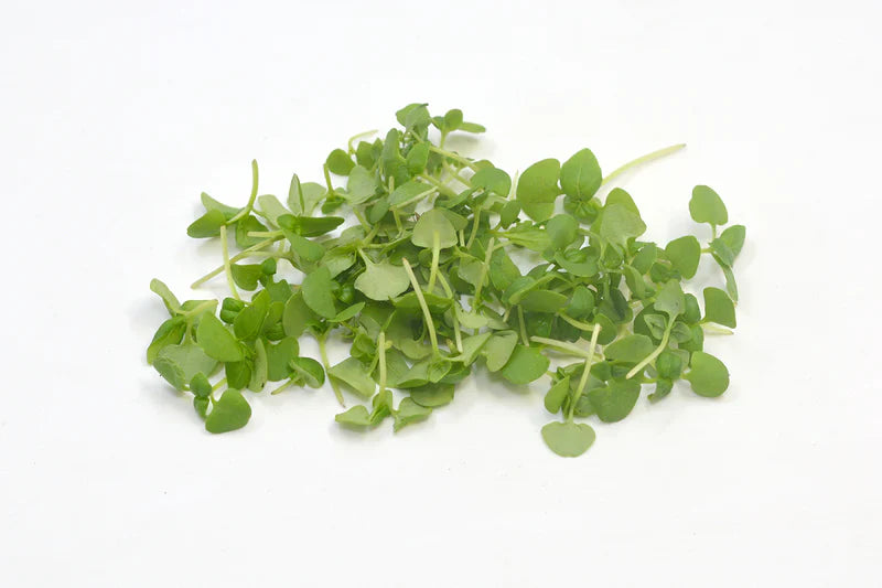 Green Basil Microgreens
