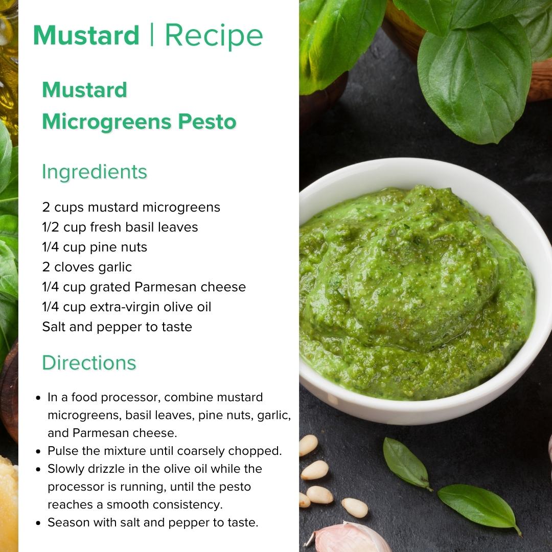 Mustard Microgreens