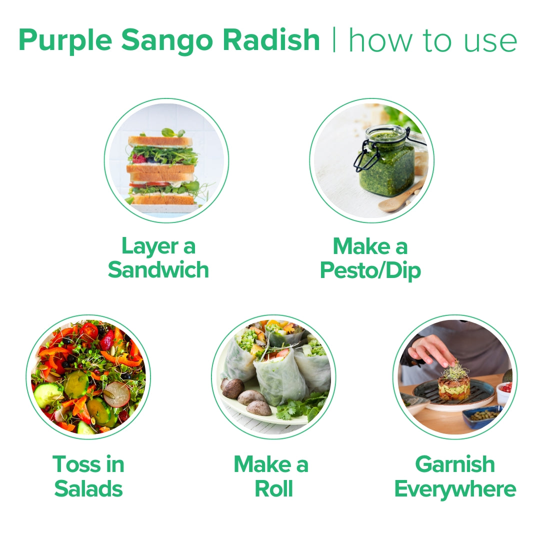 Purple Sango Radish Microgreens