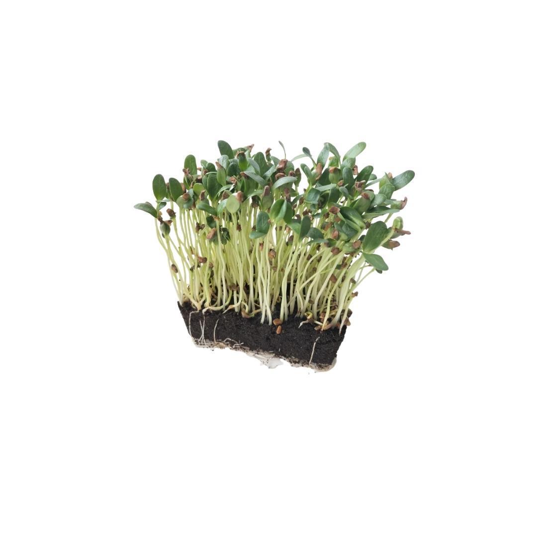 Fenugreek Microgreens