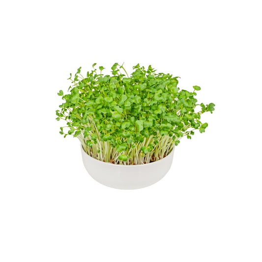 Pink Radish Microgreens