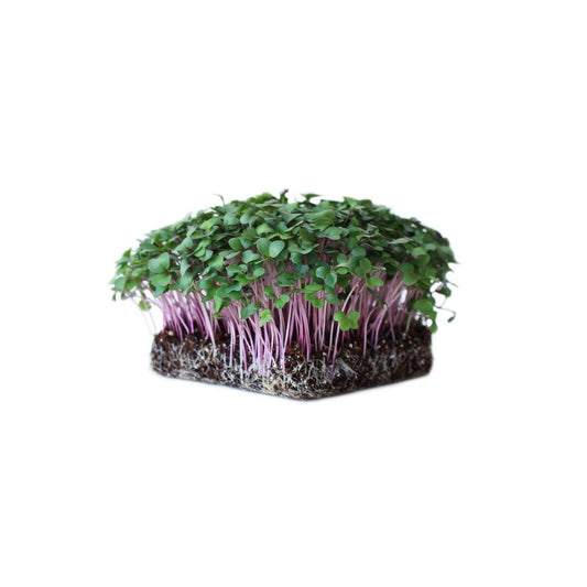 Purple Kohlrabi Microgreens