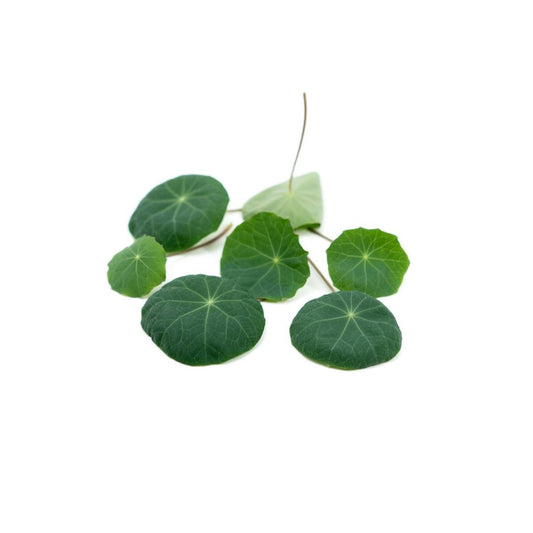 Nasturtium Leaves