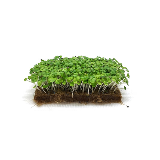 Green Basil Microgreens