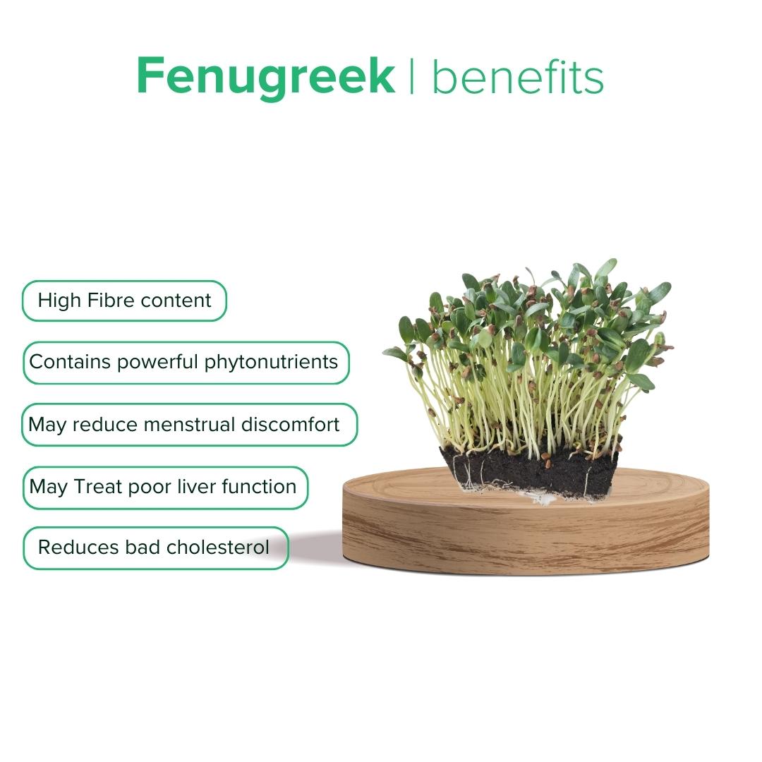 Fenugreek Microgreens