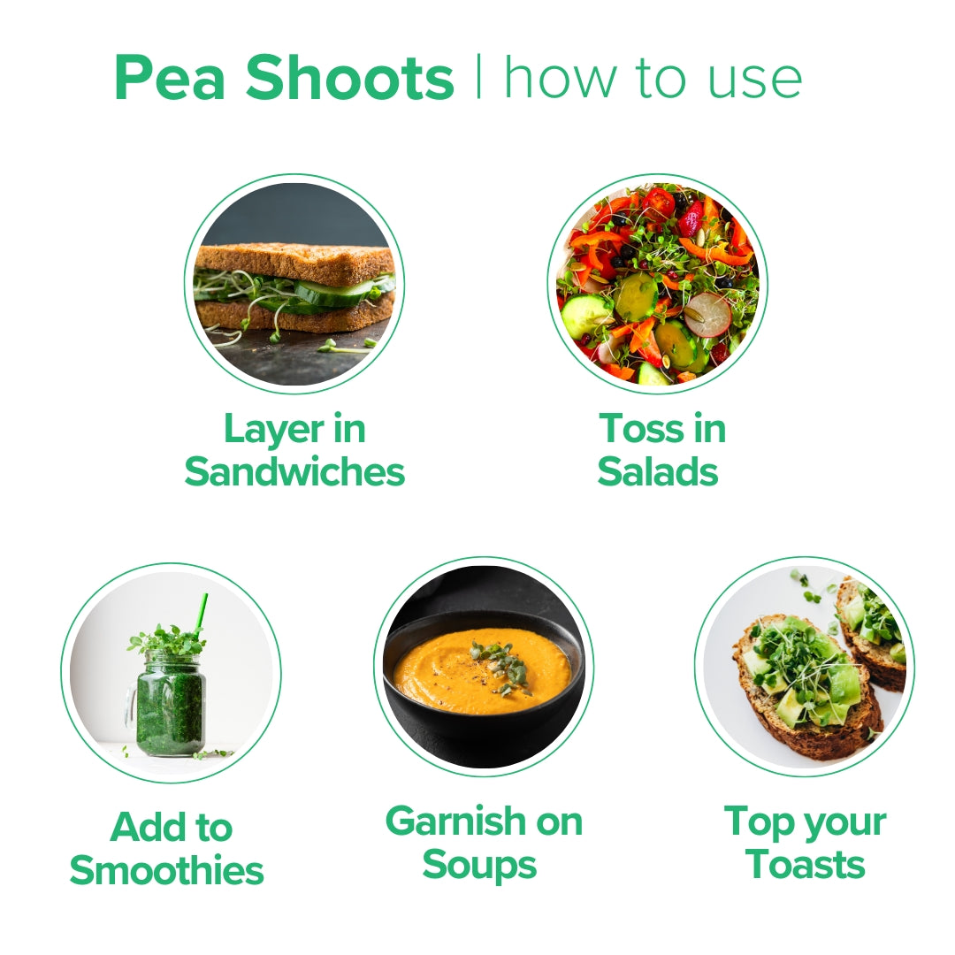 Pea Shoots